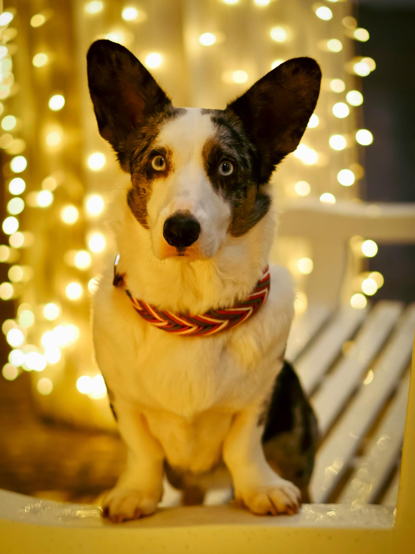 Dobby's funkelnder Weihnachtstraum