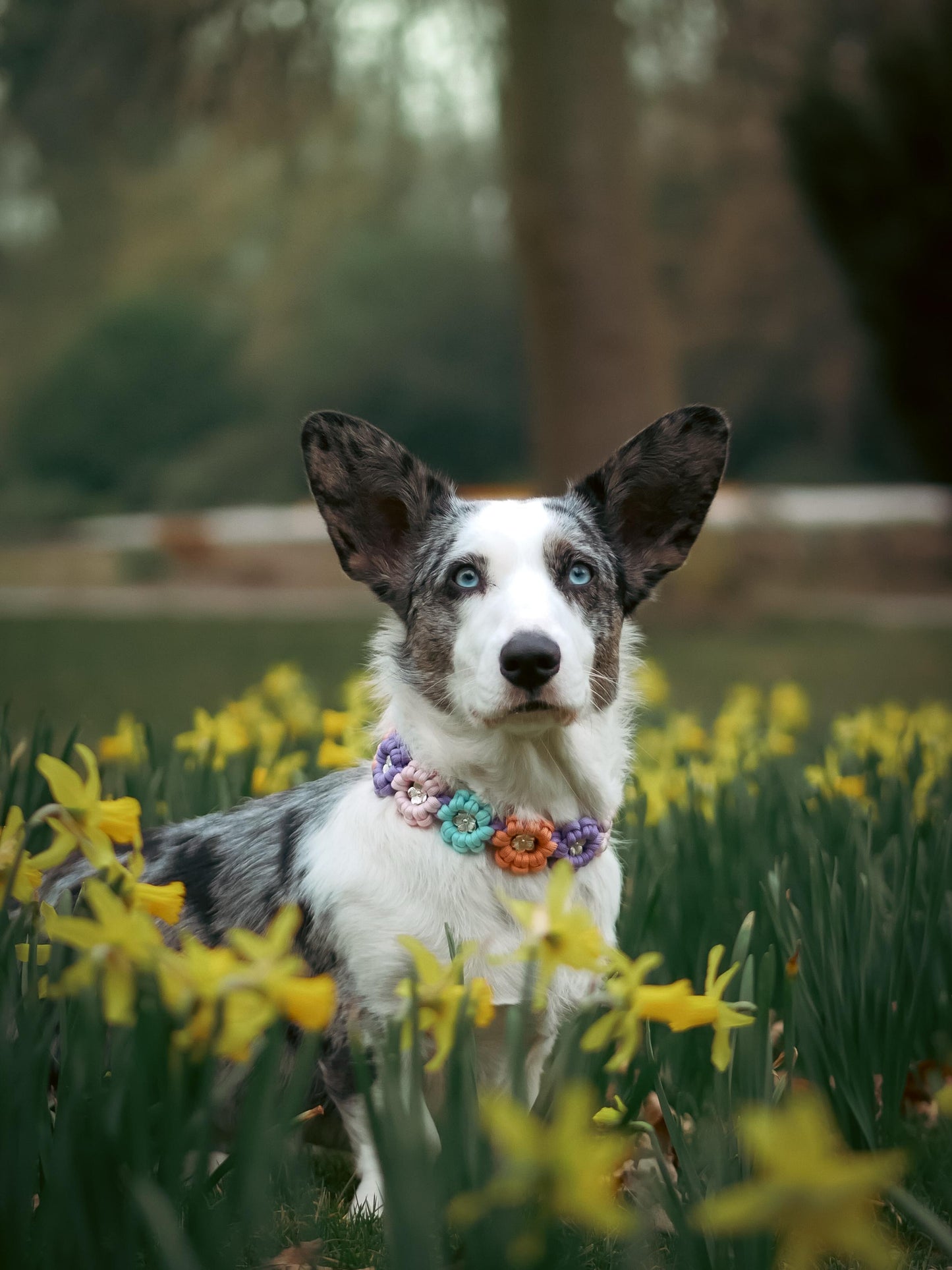 Dobby's Blütenmeer