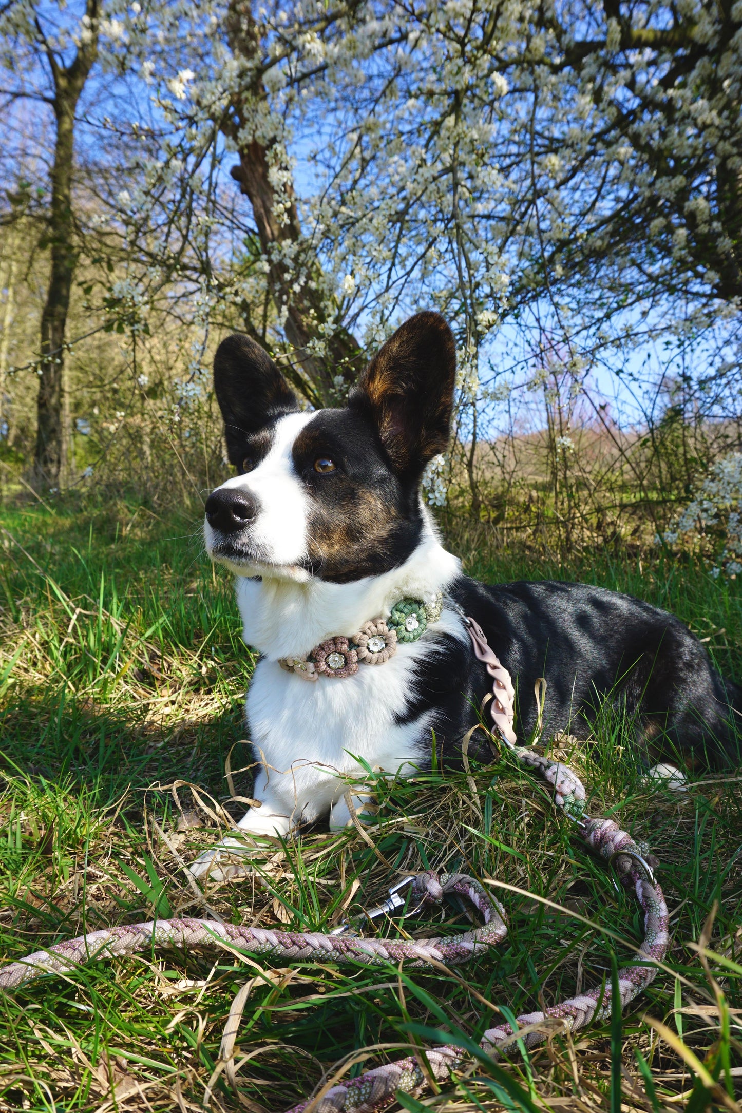 Lotti's Tulpenzauber