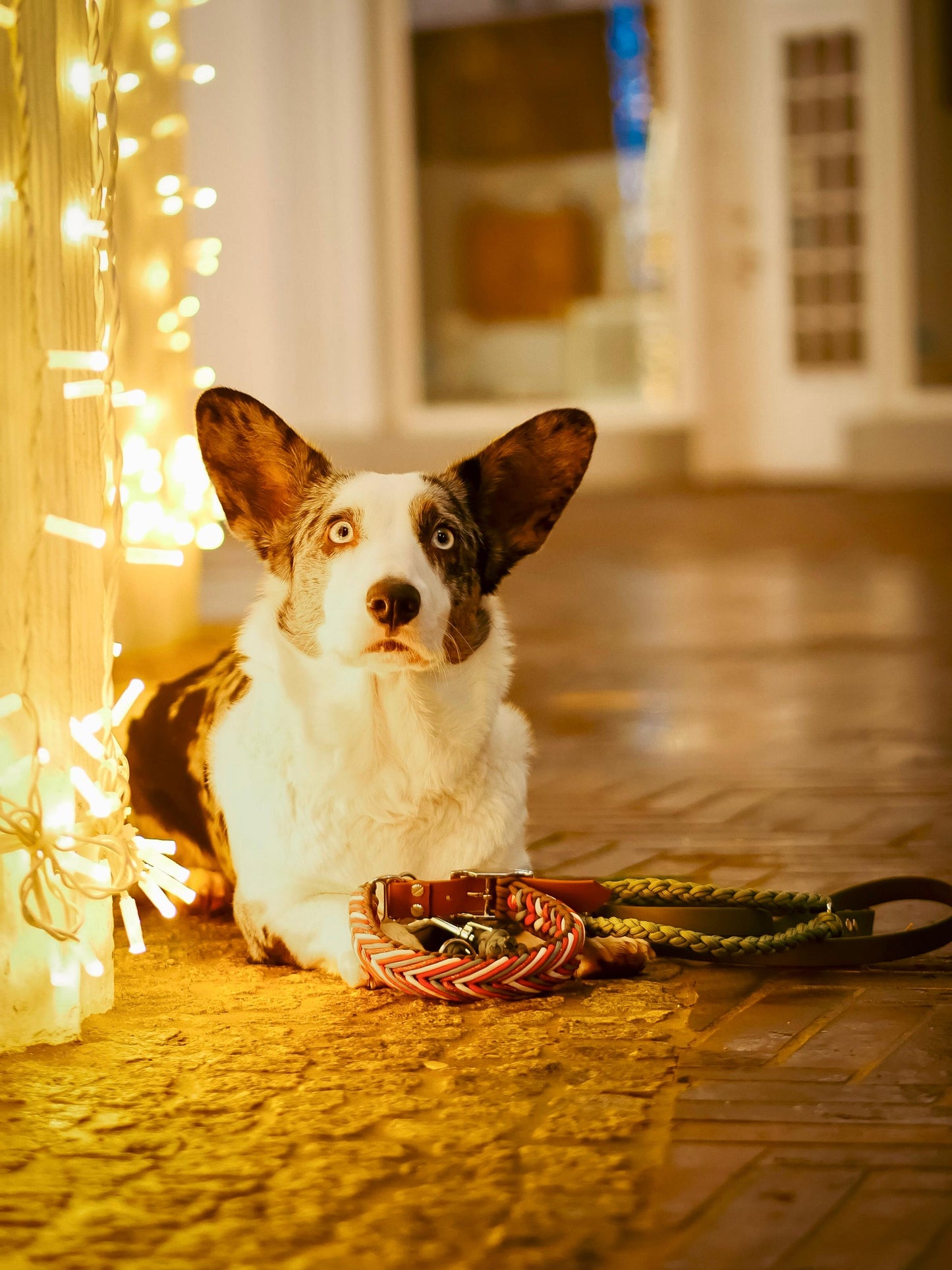 Dobby's funkelnder Weihnachtstraum