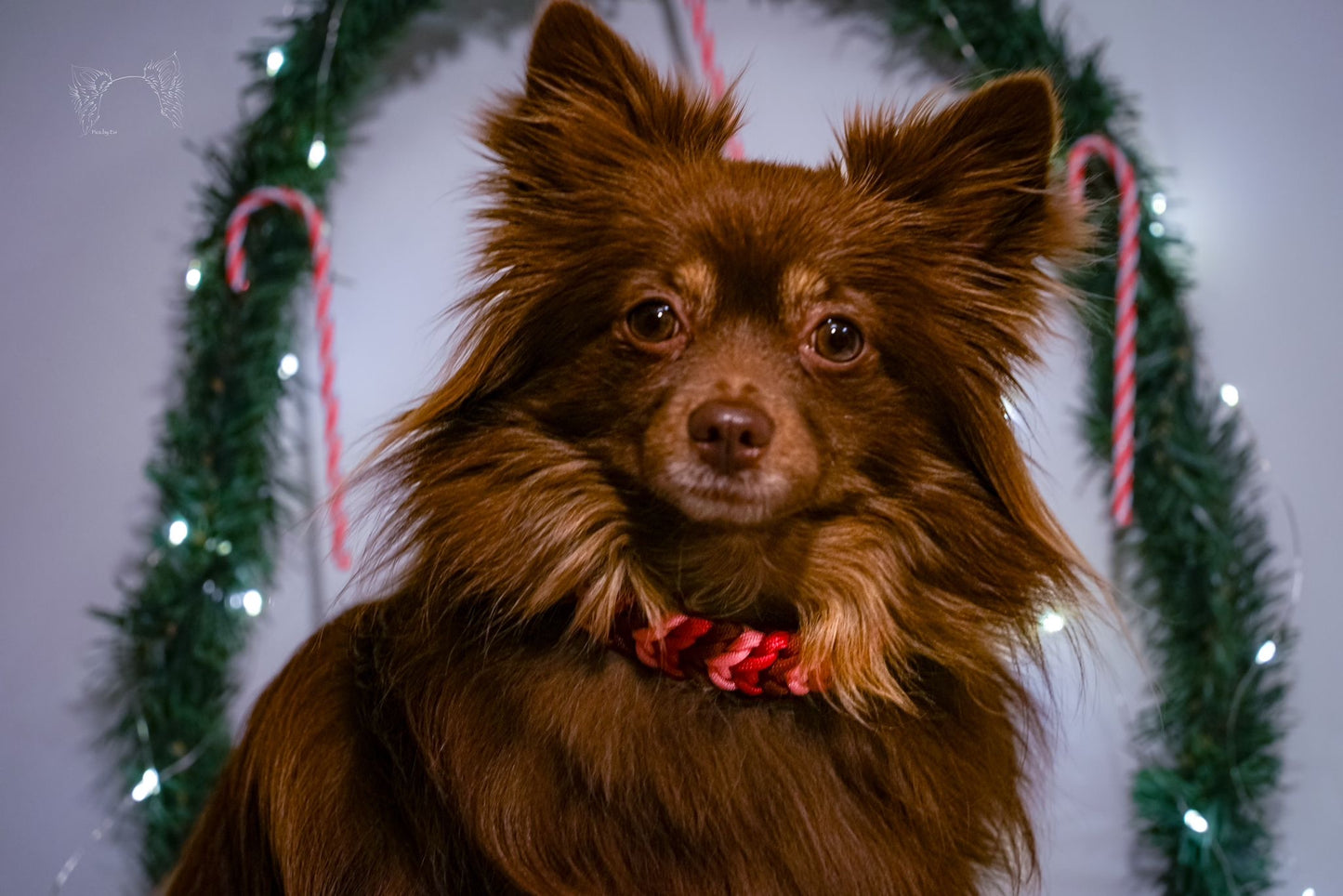 Evi's Pfötchenweihnacht